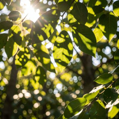 sunlight through leaves creating dappled shapes