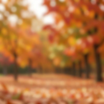 blurred autumn colours in a soft wash