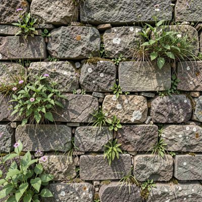 a stone wall with plants growing in the gaps
