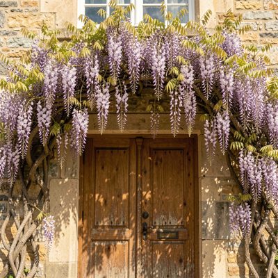 a wisteria in flower over a doorway