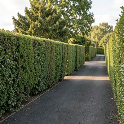 a driveway lined with clipped hedging